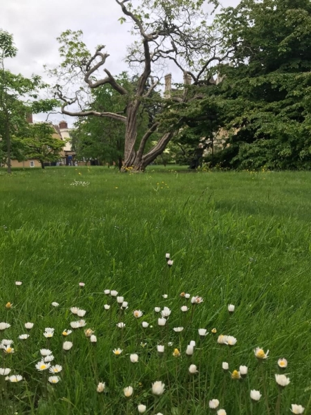 Trinity College