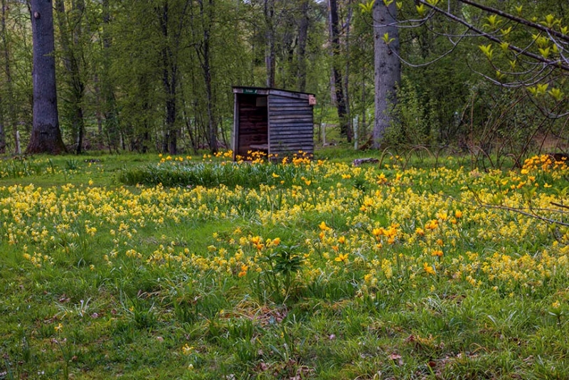 Evenley Wood Garden image