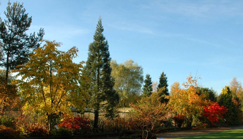 Bluebell Arboretum and Nursery