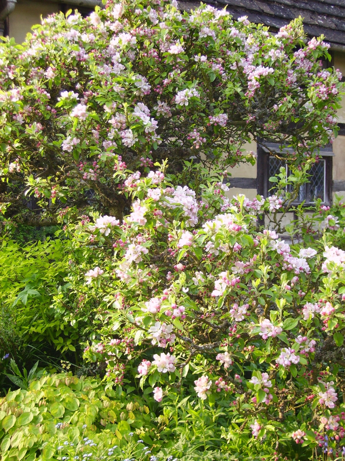 The Priest House, West Hoathly, Sussex, RH19 4PP - National Garden Scheme