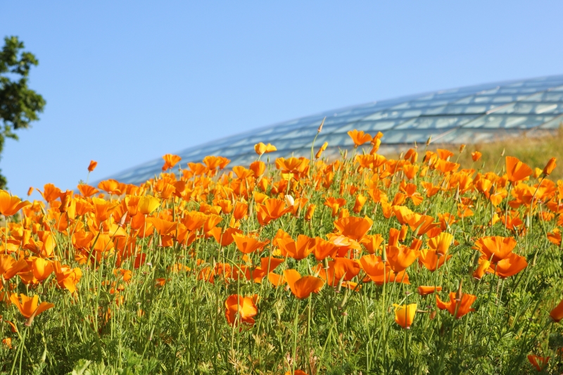 National Botanic Garden of Wales