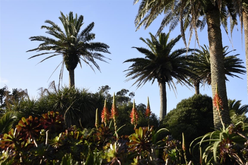 Tresco Abbey Gardens