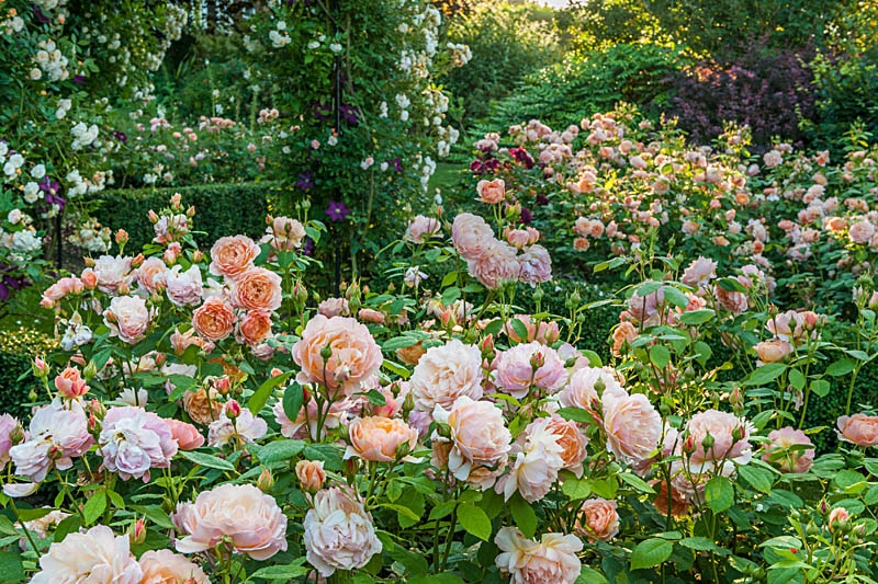 Mayfield Gardens, Mayfield, Sussex, TN20 6AB - National Garden Scheme