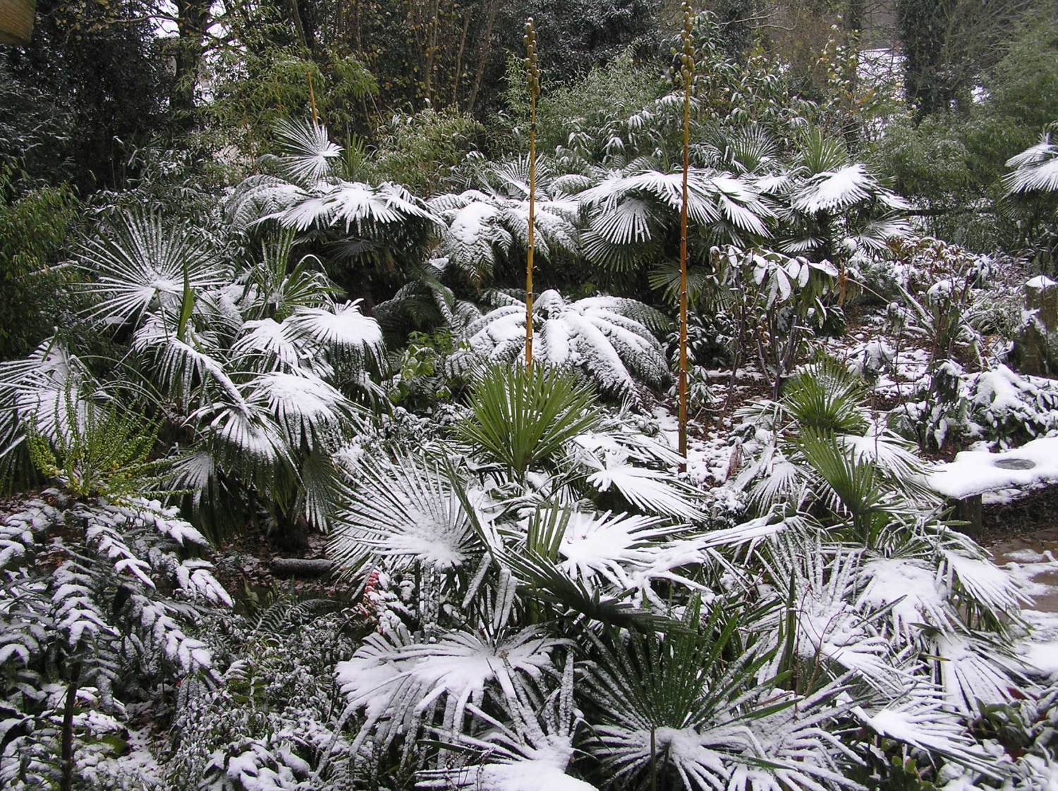 Henstead Exotic Garden, Beccles, Suffolk, NR34 7LD ...