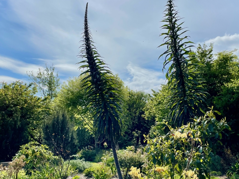 Bucks Head House Garden