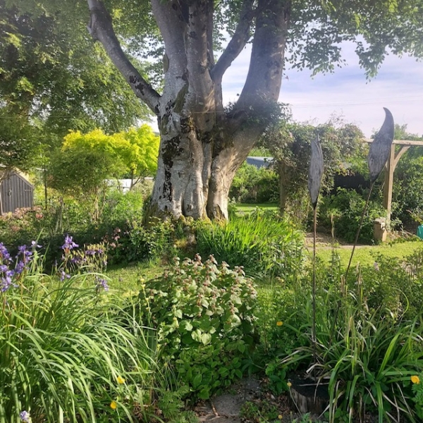 Llys-y-Coed