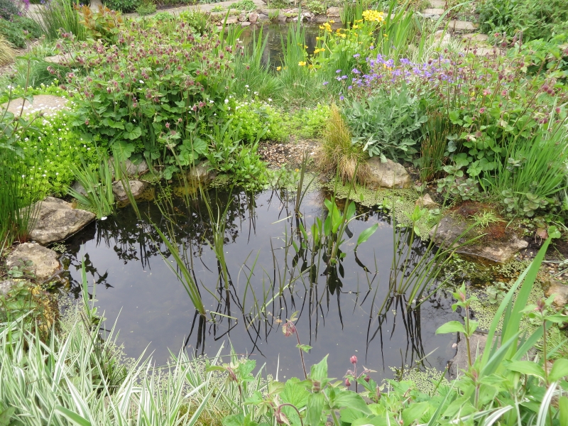 Gravesend Garden for Wildlife