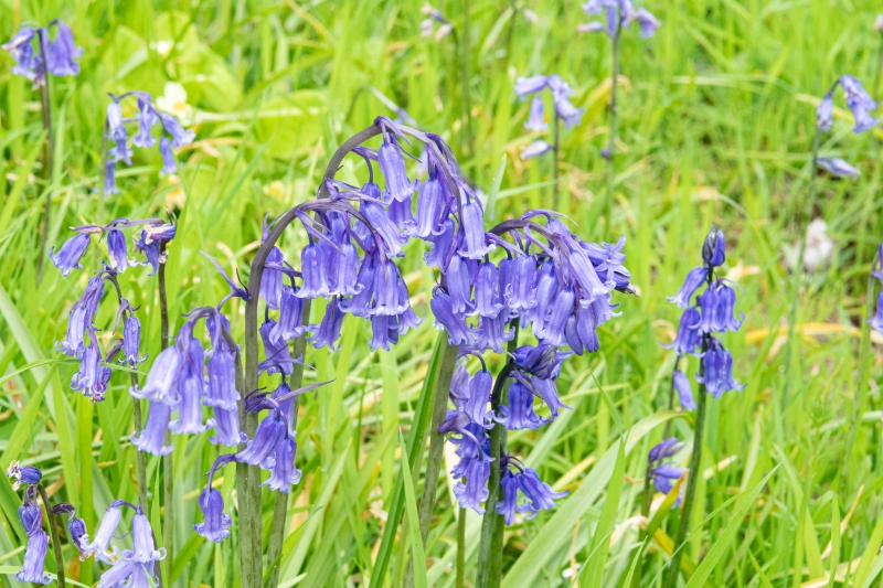 Boconnoc