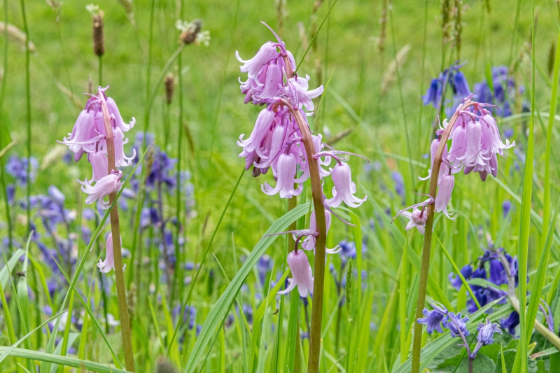 Boconnoc