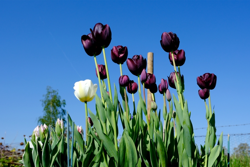 Filkins Allotments