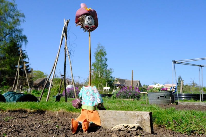 Filkins Allotments