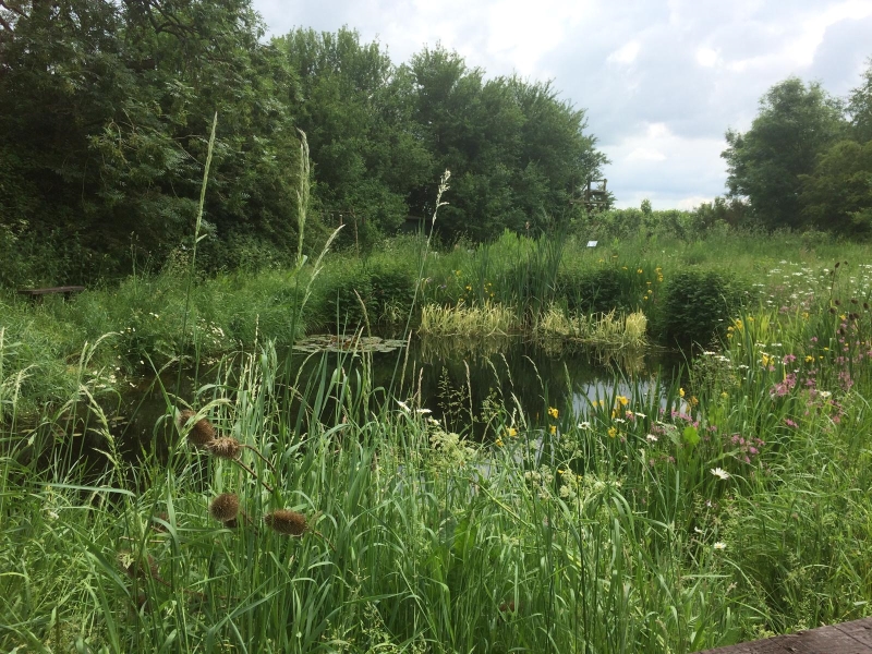 John’s Wood