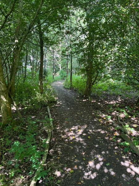 John’s Wood