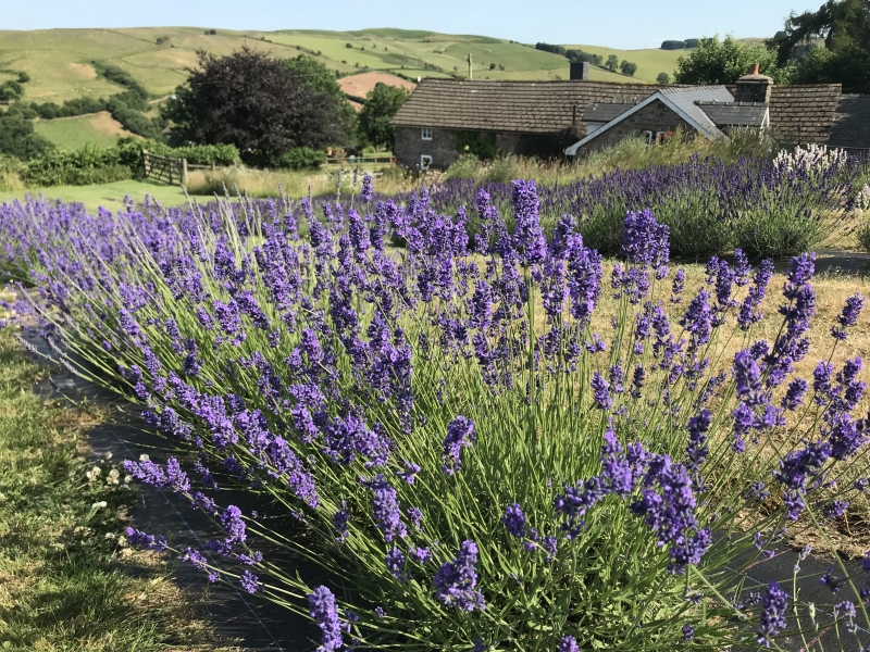 Welsh Lavender