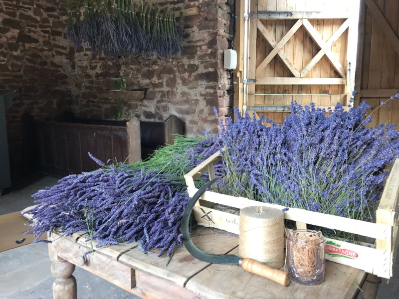 Welsh Lavender
