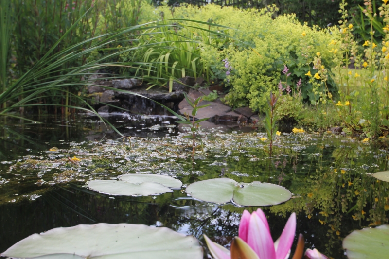 Cefn Cribwr Garden Club