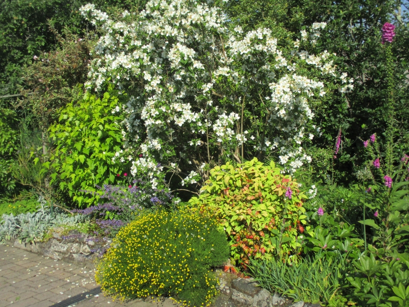 Green Hedges