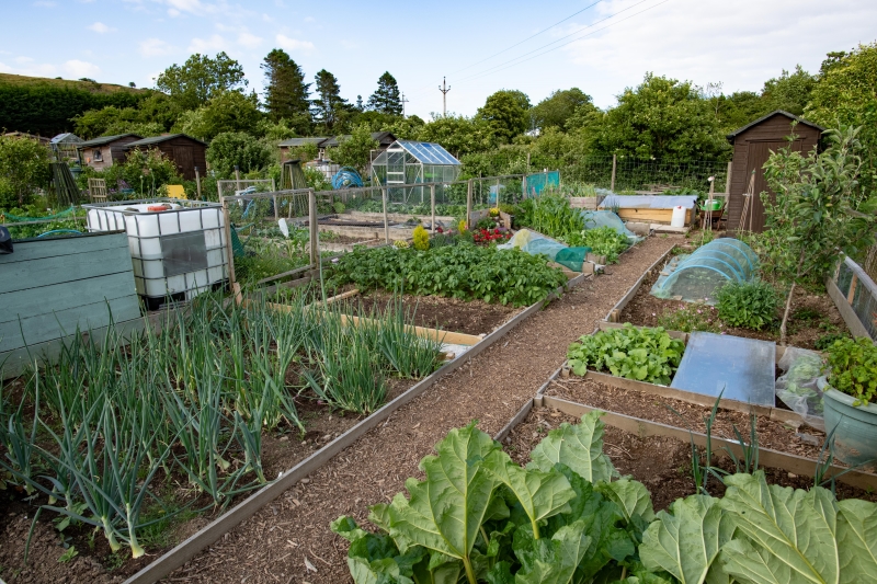 Grange Fell Allotments