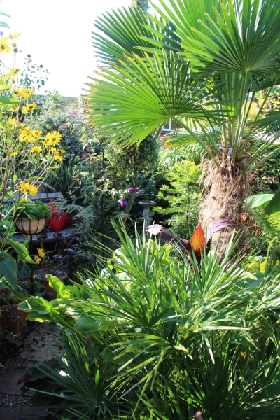 The Jungle Garden