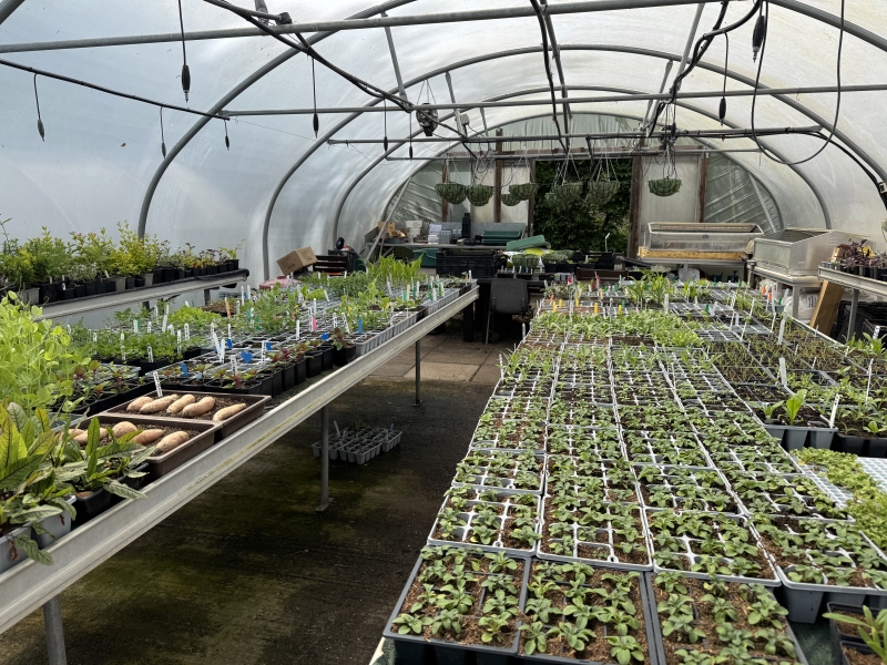 The Therapy Garden