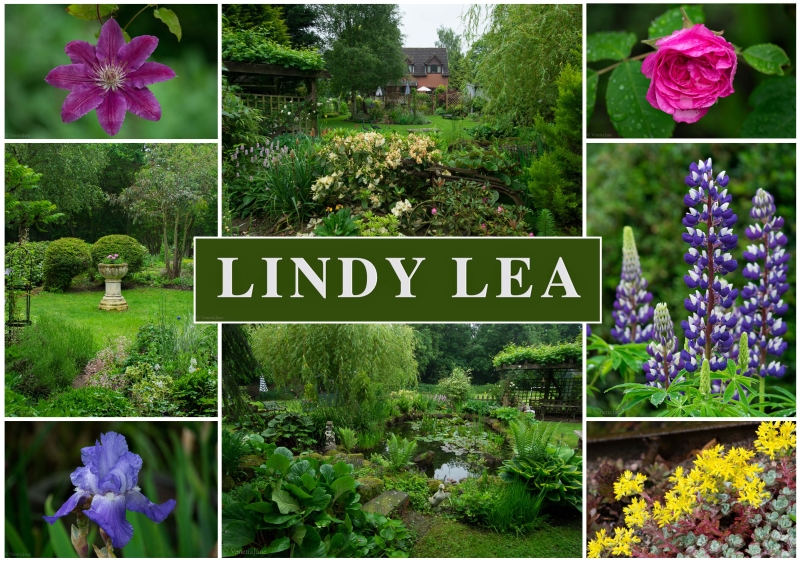 Lindy Lea