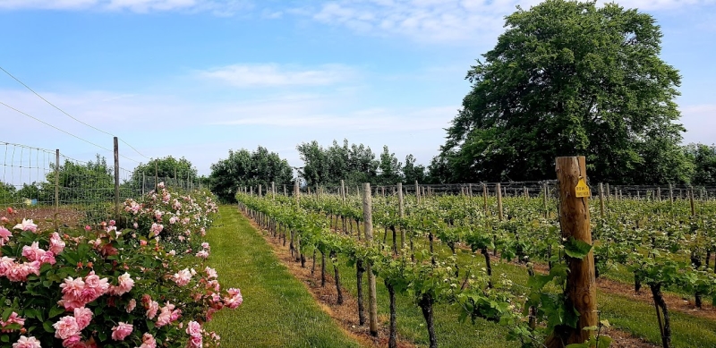 High Clandon Estate Vineyard