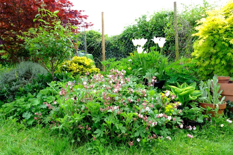 Meadow View