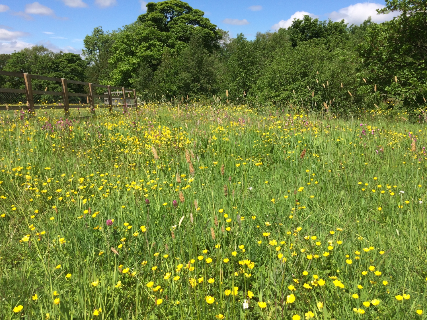 Drake Carr, Higher Disley, Cheshire, SK12 2AN - National Garden Scheme