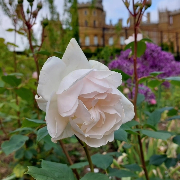 Belvoir Castle