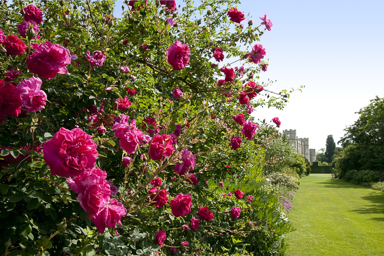 Deene Park, Corby, Northamptonshire, Nn17 3ew - National Garden Scheme