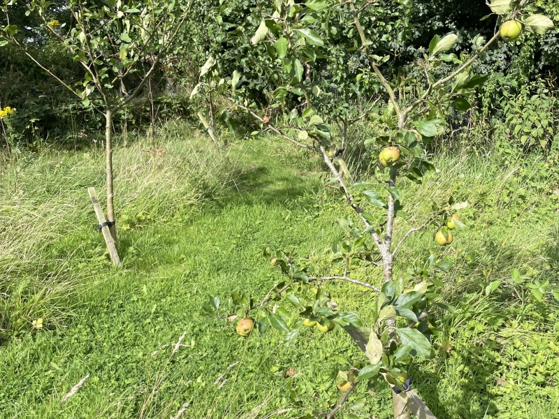 Cheadle Allotments