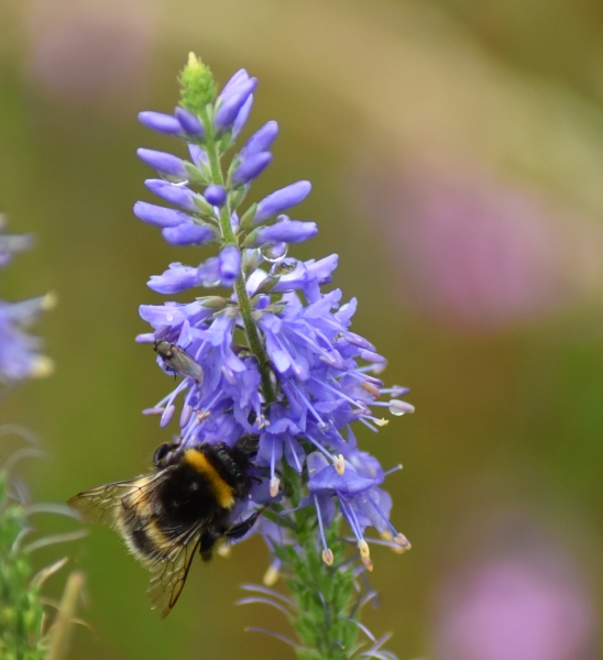 Melindwr Valley Bees, Tynyffordd Isaf