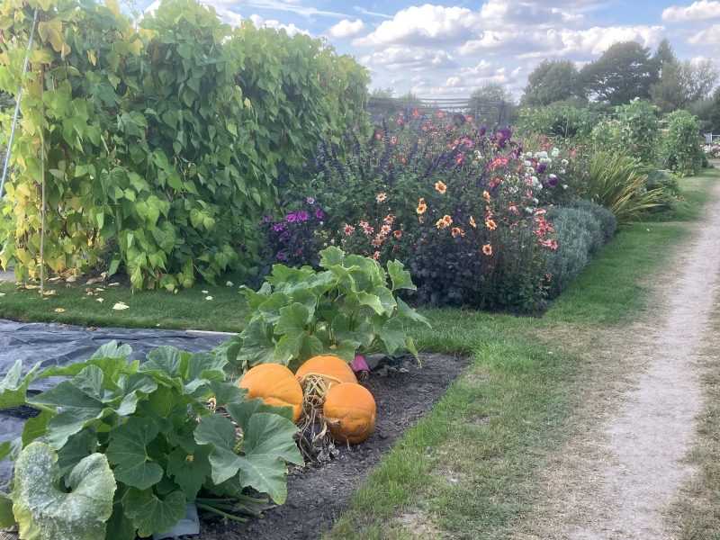 Imberhorne Allotments