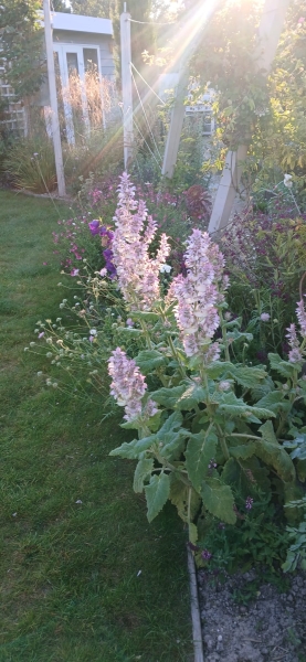 Burwell Village Gardens