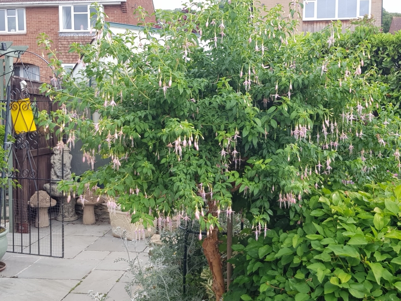 Tuffley Gardens