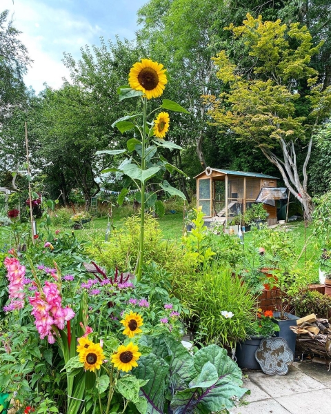 The Home Bee Garden