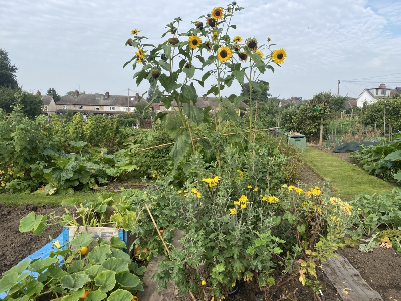 Anne Turner Memorial Allotments