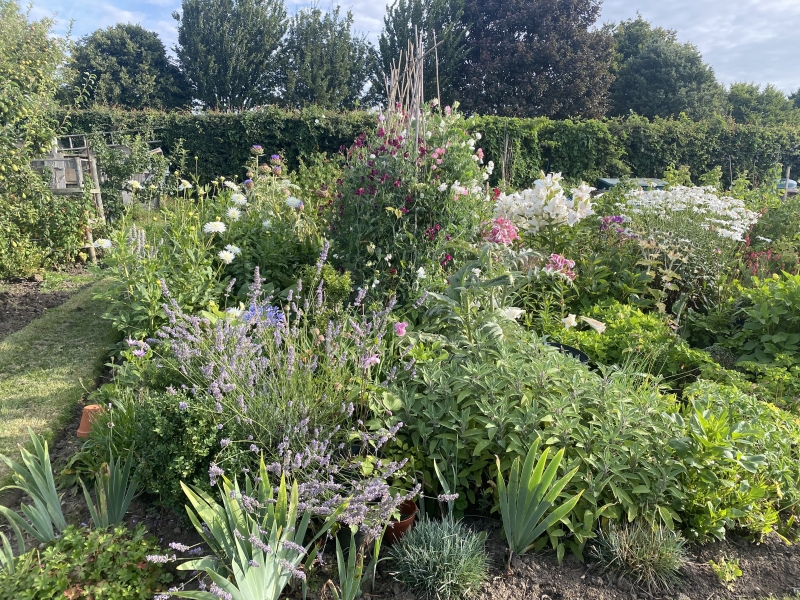 Anne Turner Memorial Allotments