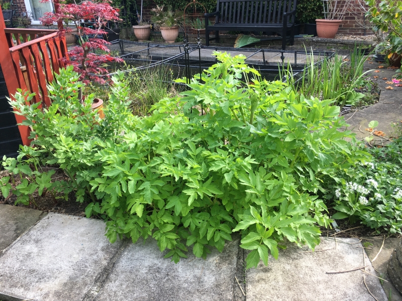 The Nutrition Garden