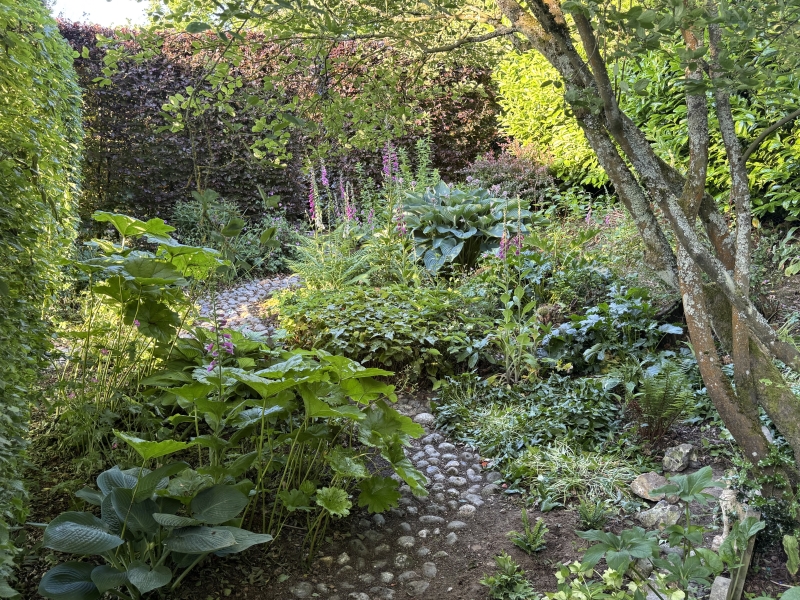 Shaded garden path among hostas, ferns and foxgloves