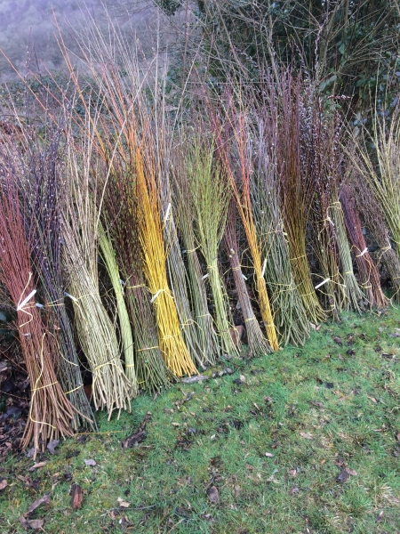 West Wales Willows