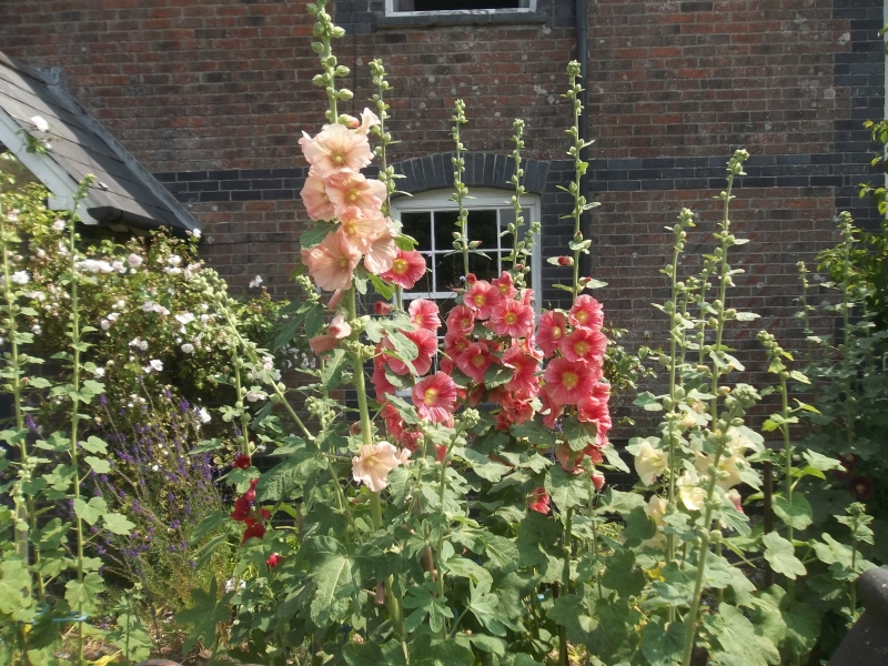 Myrtle Cottage