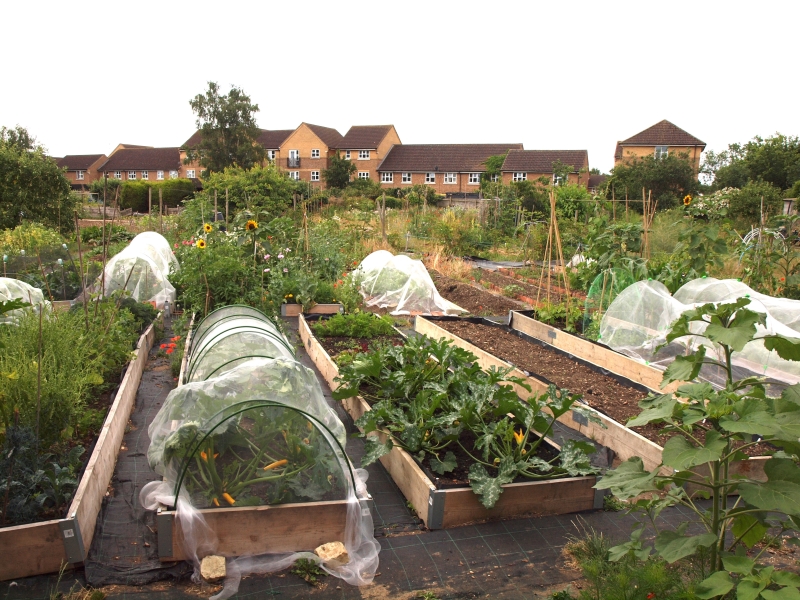 Nuffield Road Allotments