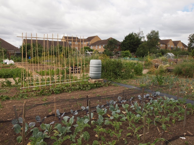 Nuffield Road Allotments