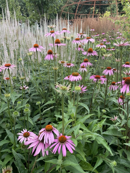 Hutton Wandesley Walled Garden