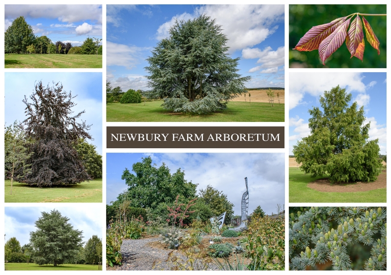 Newbury Farm Arboretum image