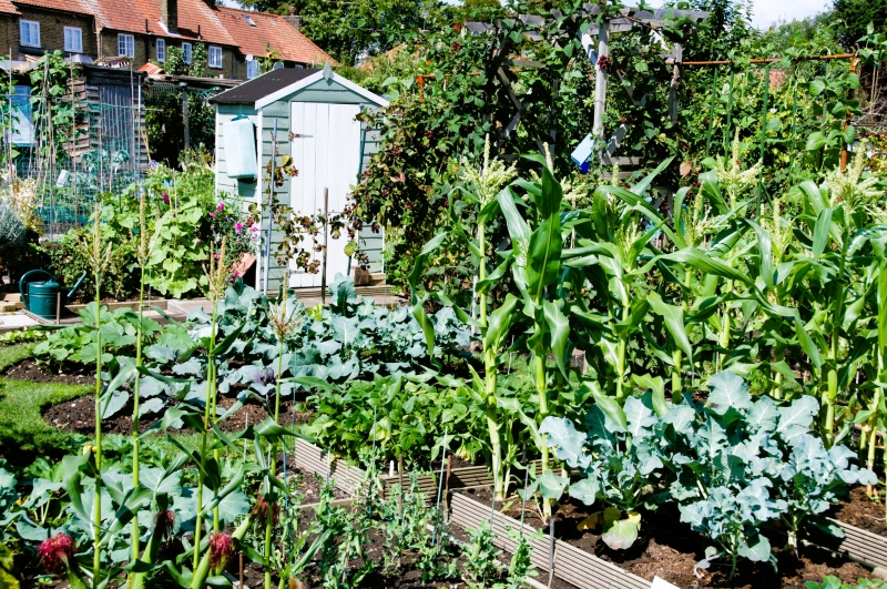 Roehampton Garden Society Allotments