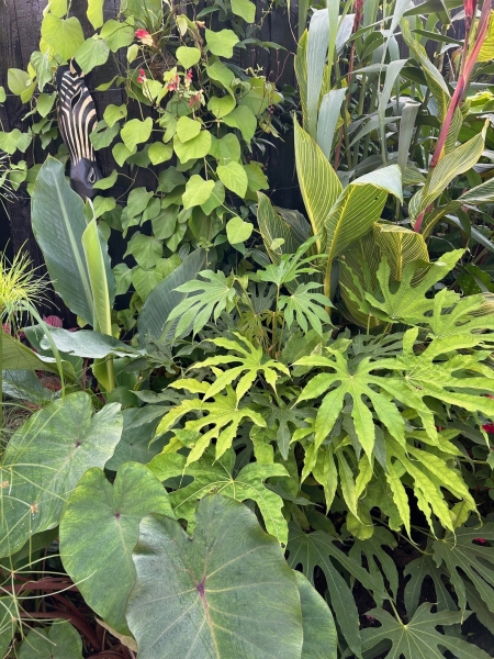 Rishton Tropical Garden