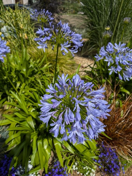 Rustic Garden at 14 Woodgrove