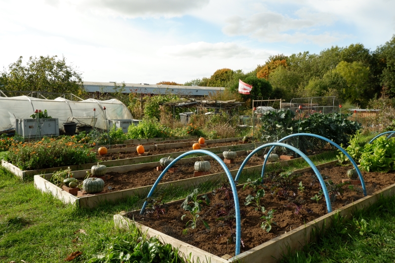 C2C Grows - Community Allotment Garden